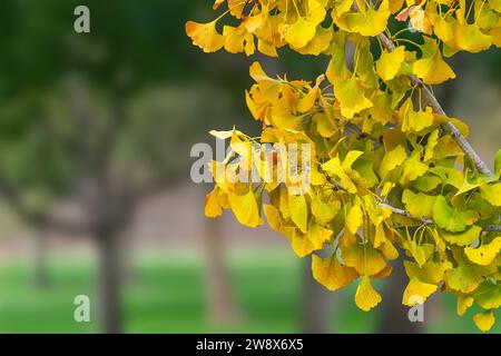 Feuilles d'automne sur un arbre dans un parc de la ville avec un fond flou d'arbres verts Banque D'Images