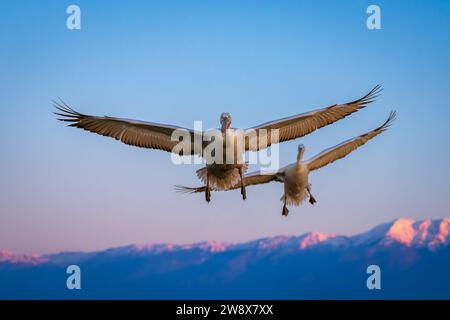 Deux pélicans planent au-dessus des montagnes déployant des ailes Banque D'Images