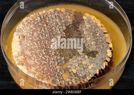 Peigne de miel pur et cire d'abeille ina récipient en verre isolé sur un fond noir. Banque D'Images