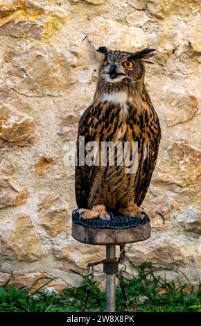 Juvenile dressé Eurasian Eagle Owl assis sur un perchoir. Nom scientifique : Bubo bubo Banque D'Images
