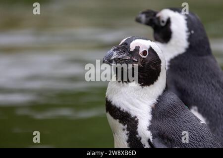 L'image capture deux pingouins africains debout côte à côte, leur plumage noir et blanc contrastant fortement avec l'eau douce et verdâtre en arrière-plan. Le pingouin au premier plan regarde au loin avec un regard contemplatif, tandis que son compagnon apparaît de profil, ajoutant de la profondeur à la scène. Les marques distinctives du visage et la finesse de leurs plumes sont mises en évidence, mettant en valeur l'élégance de ces oiseaux marins. Ce moment reflète la nature sociale des pingouins et leur lien au sein de leur colonie. Paire de pingouins pensifs. Photo de haute qualité Banque D'Images