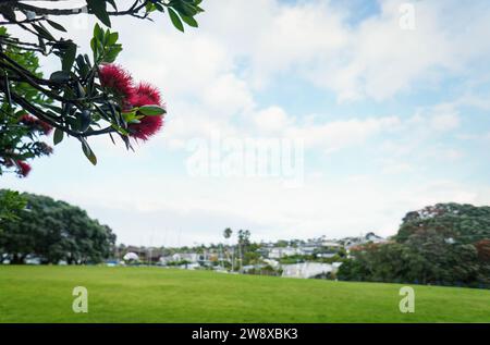 Arbres Pohutukawa en pleine floraison dans la réserve de Milford Beach. Auckland. Banque D'Images
