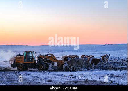 (231222) -- HULUN BUIR, 22 déc. 2023 (Xinhua) -- Erdendalai conduit un chariot élévateur pour nourrir son bétail à Hulun Buir, dans la région autonome de Mongolie intérieure du nord de la Chine, 16 déc. 2023. L'hiver signifie généralement des défis pour les bergers vivant sur les prairies. Le froid intense et la neige affectent toujours leur vie quotidienne. Mais pour Erdendalai, un berger vivant à Hulun Buir, l'hiver est encore une saison chargée. En plus de prendre soin de plus de 200 têtes de bétail, moutons et chevaux qu'il possède, Erdendalai bénéficie également d'une activité importante de courses hippiques. Les chevaux ont toujours été un moyen fiable de transport et un Banque D'Images