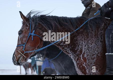 (231222) -- HULUN BUIR, 22 décembre 2023 (Xinhua) -- les chevaux d'Erdendalai sont photographiés à Hulun Buir, dans la région autonome de Mongolie intérieure du nord de la Chine, le 15 décembre 2023. L'hiver signifie généralement des défis pour les bergers vivant sur les prairies. Le froid intense et la neige affectent toujours leur vie quotidienne. Mais pour Erdendalai, un berger vivant à Hulun Buir, l'hiver est encore une saison chargée. En plus de prendre soin de plus de 200 têtes de bétail, moutons et chevaux qu'il possède, Erdendalai bénéficie également d'une activité importante de courses hippiques. Les chevaux ont toujours été un moyen de transport fiable et indispensable Banque D'Images