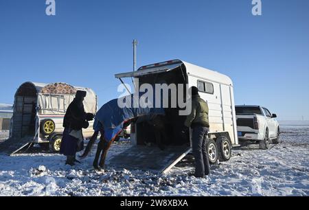 (231222) -- HULUN BUIR, 22 déc. 2023 (Xinhua) -- Erdendalai (L) et Ijil amènent un cheval sur une remorque à chevaux avant de se diriger vers le site des courses hippiques de la foire Nadam à Hulun Buir, dans la région autonome de Mongolie intérieure du nord de la Chine, le 17 décembre 2023. L'hiver signifie généralement des défis pour les bergers vivant sur les prairies. Le froid intense et la neige affectent toujours leur vie quotidienne. Mais pour Erdendalai, un berger vivant à Hulun Buir, l'hiver est encore une saison chargée. En plus de prendre soin de plus de 200 têtes de bétail, moutons et chevaux qu'il possède, Erdendalai bénéficie également d'une activité importante de courses hippiques Banque D'Images