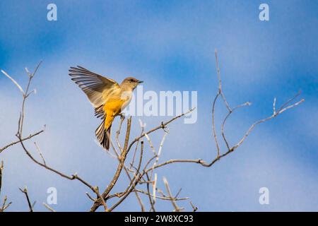 Femelle vermillon flycatcher Pyrocephalus rubinus ramassant des insectes volants autour d'une petite brindille dans un buisson dans le comté d'Orange, Californie ; États-Unis Banque D'Images