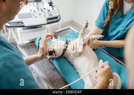 Vétérinaire masculin faisant l'échographie sur Bull terrier tandis que l'infirmière aidant dans la clinique médicale Banque D'Images