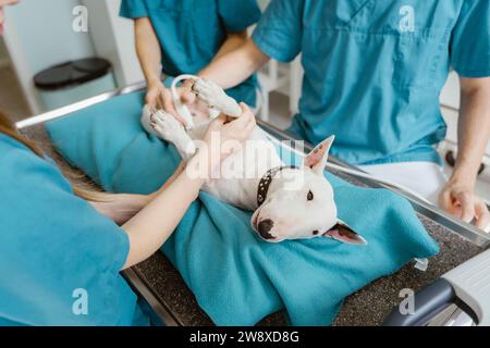 Bull terrier allongé sur la table d'examen pendant que les vétérinaires effectuent des échographies en clinique à l'hôpital Banque D'Images