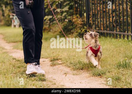 Mignon schnauzer regardant la propriétaire féminine tout en marchant dans le parc Banque D'Images