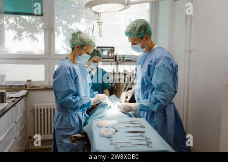 Vétérinaire homme et femme avec infirmière effectuant la chirurgie en salle d'opération à l'hôpital Banque D'Images