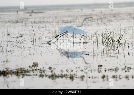 Grand oiseau d'aigrette reposant dans l'herbe Banque D'Images