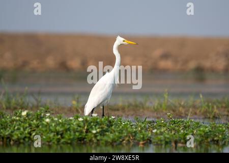 Grand oiseau d'aigrette reposant dans l'herbe Banque D'Images