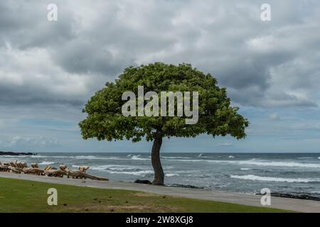 Arbre tropical solitaire pittoresque à la plage sur la grande île d'Hawaï sur une journée fortement couverte Banque D'Images
