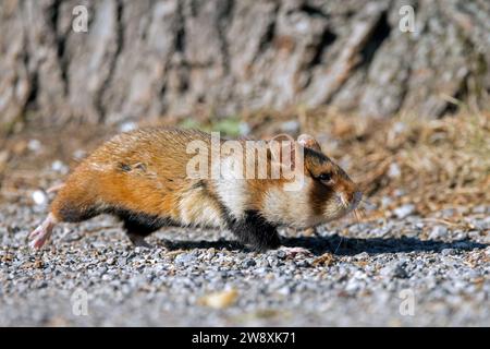 Hamster européen / hamster eurasien / hamster à ventre noir / hamster commun (Cricetus cricetus) passant devant un arbre Banque D'Images