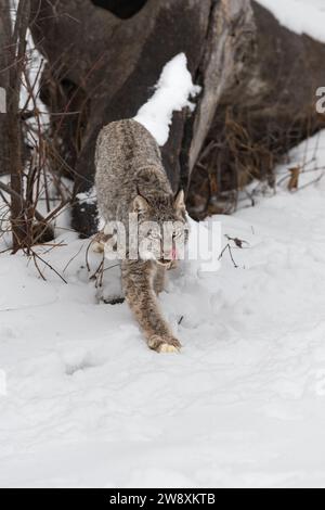 Lynx canadien (Lynx canadensis) fait un pas en avant léchage de la face hiver - animal captif Banque D'Images