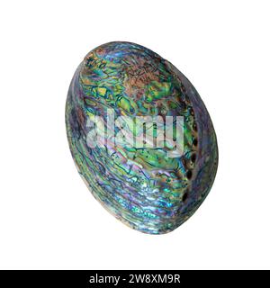 Grande coquille polie Paua Abalone d'Indonésie : un coquillage multicolore sur fond blanc. Banque D'Images