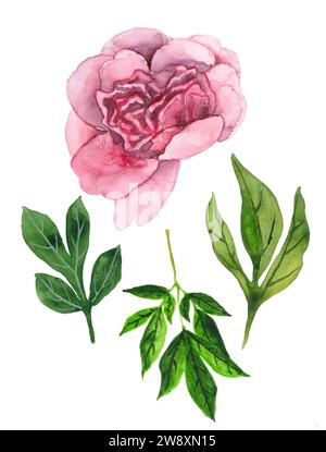 Illustration aquarelle d'une pivoine rose Banque D'Images