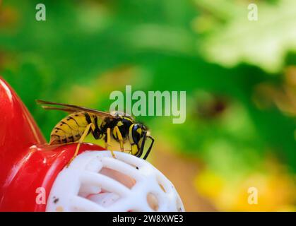 Gros plan de Yellow Jacket rampant et se nourrissant d'une mangeoire à colibris Banque D'Images