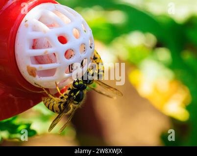 Gros plan de Yellow Jacket rampant et se nourrissant d'une mangeoire à colibris Banque D'Images