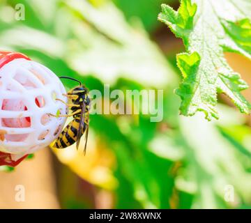 Gros plan de Yellow Jacket rampant et se nourrissant d'une mangeoire à colibris Banque D'Images