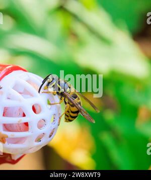 Gros plan de Yellow Jacket rampant et se nourrissant d'une mangeoire à colibris Banque D'Images