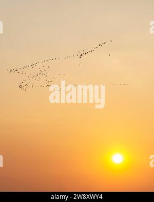 Coucher de soleil laotien parfait, les oiseaux sauvages volent à travers les eaux calmes du Mékong, dans l'archipel si Phan Don, à travers des rayons de lumière dorée réfléchis par le Banque D'Images