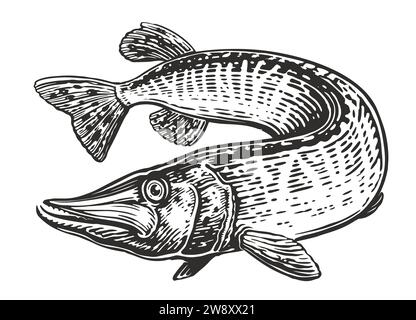 Big Pike nage. Poissons prédateurs dans l'eau, isolés. Illustration d'animal aquatique dessinée à la main Banque D'Images