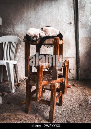 Mignon chat de couleur noire et blanche dormant une pile de vieux tabourets en bois dans une pièce minable. Banque D'Images