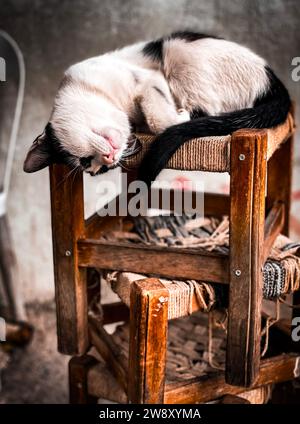 Mignon chat de couleur noire et blanche dormant une pile de vieux tabourets en bois dans une pièce minable. Banque D'Images