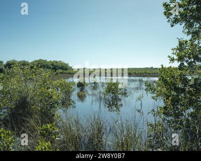 Lagon, Big Cypress National Preserve, Everglades, Amérique du Nord, Floride, États-Unis Banque D'Images