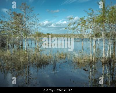 Lagon, Big Cypress National Preserve, Everglades, Amérique du Nord, Floride, États-Unis Banque D'Images