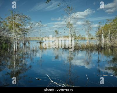 Lagon, Big Cypress National Preserve, Everglades, Amérique du Nord, Floride, États-Unis Banque D'Images