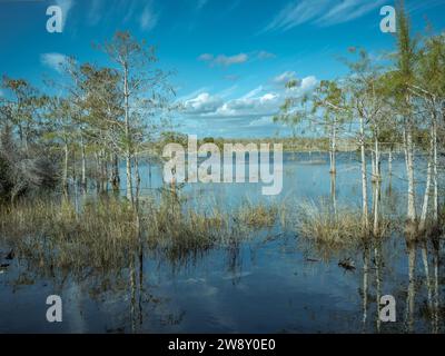 Lagon, Big Cypress National Preserve, Everglades, Amérique du Nord, Floride, États-Unis Banque D'Images