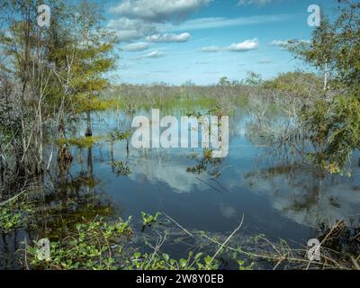 Lagon, Big Cypress National Preserve, Everglades, Amérique du Nord, Floride, États-Unis Banque D'Images