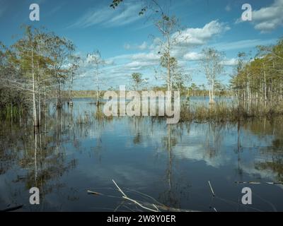 Lagon, Big Cypress National Preserve, Everglades, Amérique du Nord, Floride, États-Unis Banque D'Images