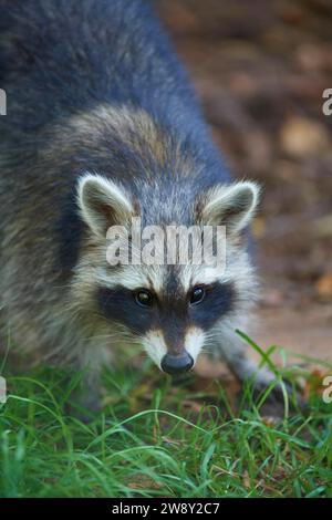 Raton laveur (Procyon lotor), au sol dans la forêt, portrait, Hesse, Allemagne Banque D'Images