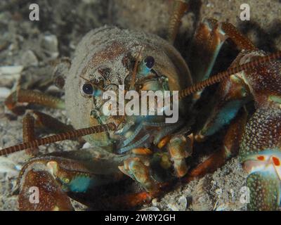 Portrait d'écrevisses signalétiques (Pacifastacus leniusculus), écrevisses américaines, espèces envahissantes, site de plongée de Terlinden, Kuesnacht, lac de Zurich, Canton Banque D'Images