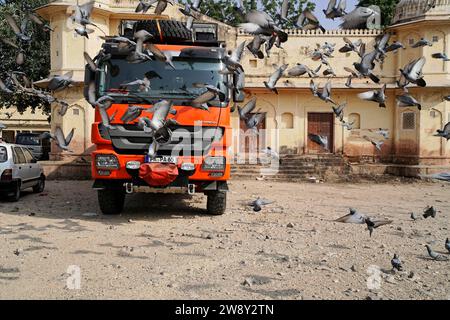 Pigeons, Rotel bus, Rotel l'hôtel voyageur, Jaipur, Rajasthan, Inde Banque D'Images