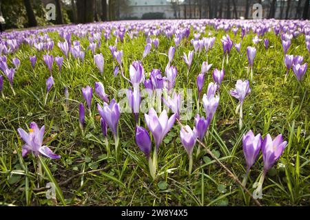 Prairies de crocus de Pillnitz, des milliers de crocus héraut dans les prairies du parc du palais de Pillnitz en mars Banque D'Images