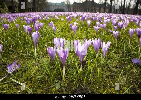 Prairies de crocus de Pillnitz, des milliers de crocus héraut dans les prairies du parc du palais de Pillnitz en mars Banque D'Images