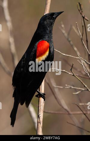 Un mâle reproducteur de blackbird à ailes rouges perché sur un roseau. Agelaius phoeniceus Banque D'Images