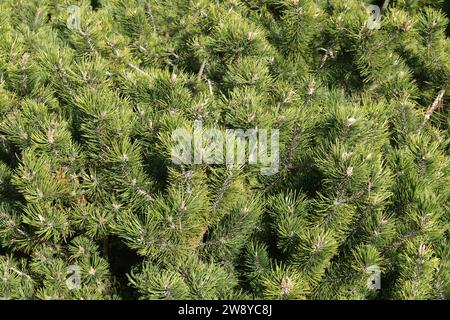 Branches de pin denses avec l'aiguille de sapin vert et les pousses de fleurs vue en gros plan Banque D'Images
