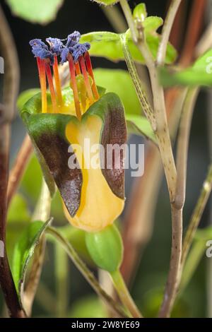 Fuchsia rampant (Fuchsia procumbens), Onagracées. Un petit arbuste prostrate de Nouvelle-Zélande aussi appelé fuchsia grimpant ou fuchsia traînant. fleur jaune. Banque D'Images