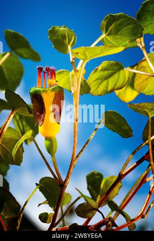 Fuchsia rampant (Fuchsia procumbens), Onagracées. Un petit arbuste prostrate de Nouvelle-Zélande aussi appelé fuchsia grimpant ou fuchsia traînant. fleur jaune. Banque D'Images