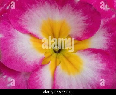 Tête de fleur d'Primrose hybride commune. Banque D'Images