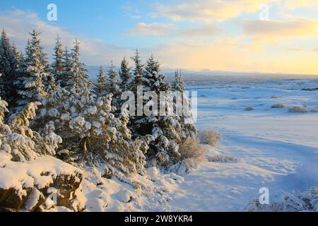 Lever de soleil sur la vallée d'hiver avec des épinettes couvertes de neige et des montagnes à l'arrière. Parc national de Thingvellir, Islande Banque D'Images