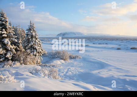 Lever de soleil sur la vallée d'hiver avec des arbres couverts de neige. Vue sur la montagne. Parc national de Thingvellir, Islande Banque D'Images