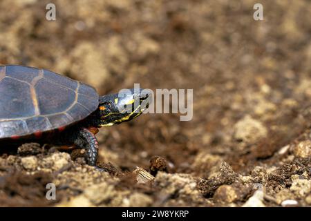 Tortue peinte orientale (Chrysemys picta, Emydidae), dépouillée - Massachusetts, USA sur le sol, pointant la tête vers l'avant. Concept. Ne regarde pas en arrière Banque D'Images