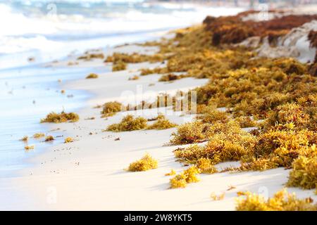 Playa del Carmen plage Quintana Roo Mexique. Mars 2023. Algues vertes, rouges et jaunes sur la plage de sable des Caraïbes Banque D'Images