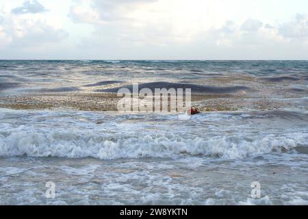 Océan Atlantique, Golfe du Mexique les vagues sont couvertes d'algues sargasses à Playa Del Carmen, Quintana Roo, plage de Mexico. Pollution de l'eau par les algues Banque D'Images